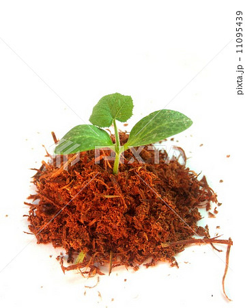 Small Tree young plant Small Tree young plant 11095439