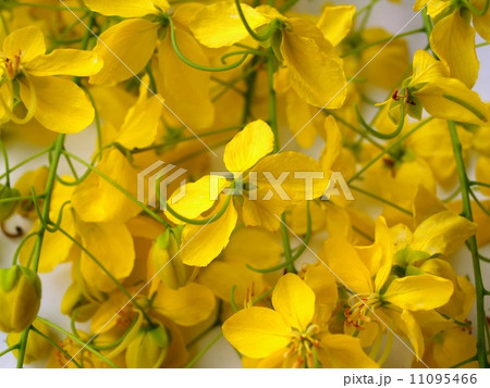 the Selection of Various Colorful Flower in nature the Selection of Various Colorful Flower in nature 11095466