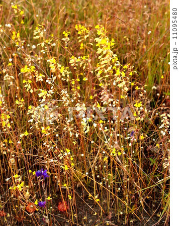 the Selection of Various Colorful Flower in nature the Selection of Various Colorful Flower in nature 11095480