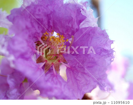 the Selection of Various Colorful Flower in nature the Selection of Various Colorful Flower in nature 11095610