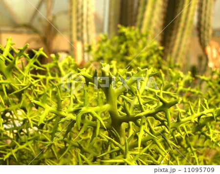 Cactus Desert plant leaves 11095709