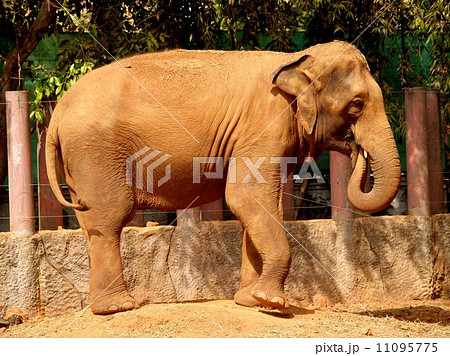 animal in zoo animal in zoo 11095775