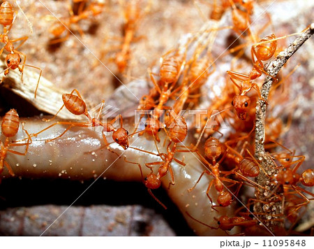red ant teamwork in green nature red ant teamwork in green nature 11095848