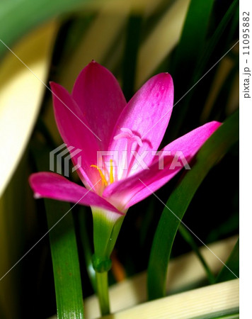 the Selection of Various Colorful Flower in nature 11095882