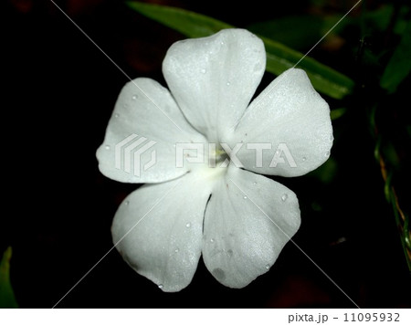 the Selection of Various Colorful Flower in nature 11095932