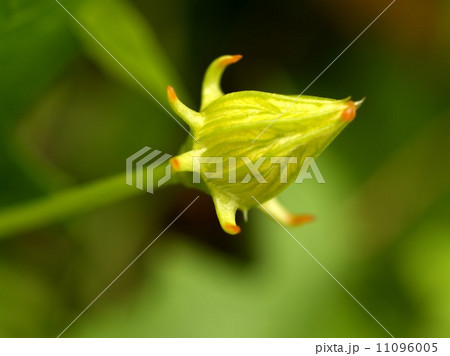 the Selection of Various Colorful Flower in nature the Selection of Various Colorful Flower in nature 11096005