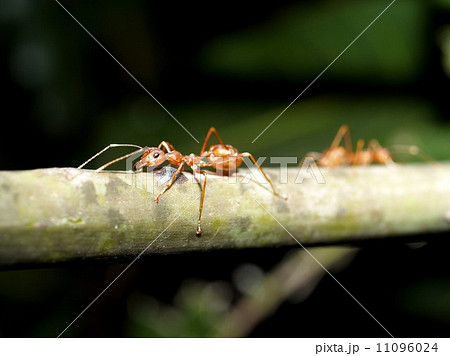 red ant teamwork in green nature 11096024