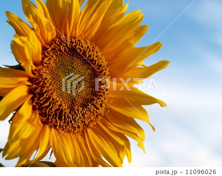 image Sunflower field 11096026