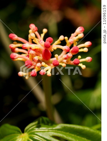 the Selection of Various Colorful Flower in nature 11096159