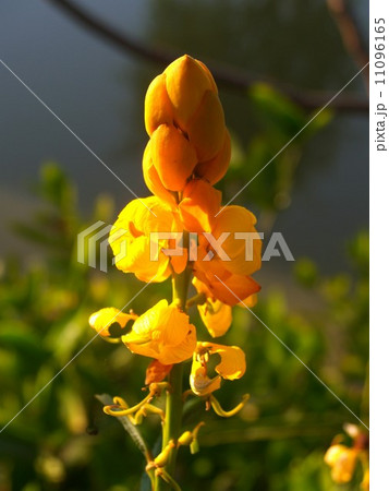 the Selection of Various Colorful Flower in nature the Selection of Various Colorful Flower in nature 11096165