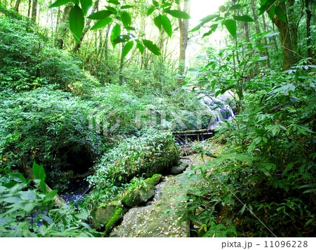 Nature rain forest doi inthanon national park, chiangmai , Thail 11096228