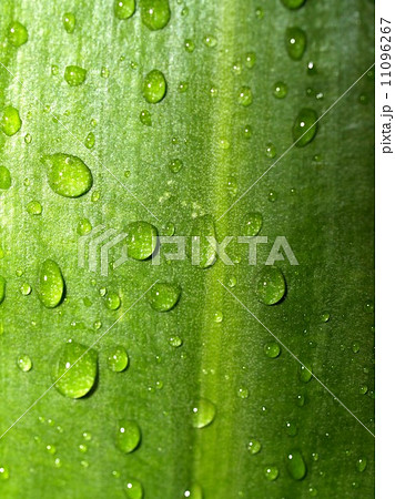 Water and Water Drop on Leaf 11096267