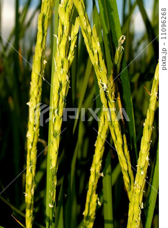 Rice background Rices field Farm 11096268
