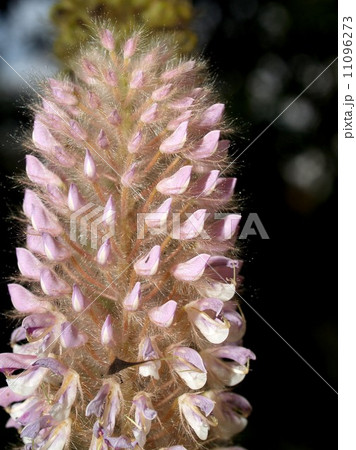 the Selection of Various Colorful Flower in nature 11096273