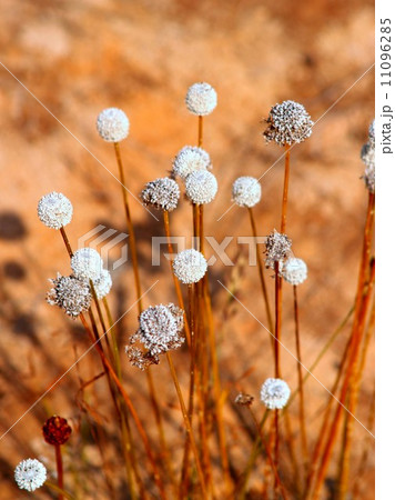 the Selection of Various Colorful Flower in nature 11096285