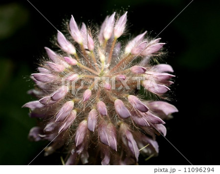 the Selection of Various Colorful Flower in nature the Selection of Various Colorful Flower in nature 11096294