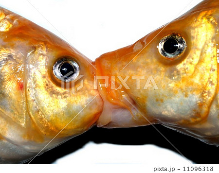 Freshwater fish for food Freshwater fish for food 11096318