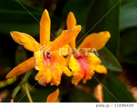 Collection of orchid flower Collection of orchid flower 11096430