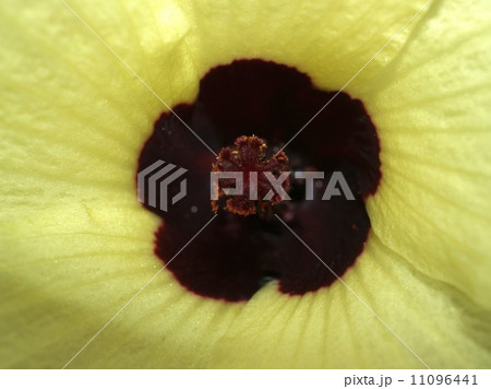 the Selection of Various Colorful Flower in nature the Selection of Various Colorful Flower in nature 11096441