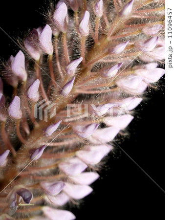 the Selection of Various Colorful Flower in nature 11096457