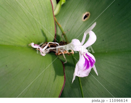 the Selection of Various Colorful Flower in nature the Selection of Various Colorful Flower in nature 11096614