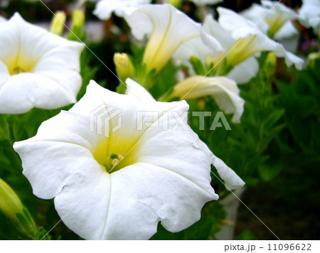 the Selection of Various Colorful Flower in nature the Selection of Various Colorful Flower in nature 11096622