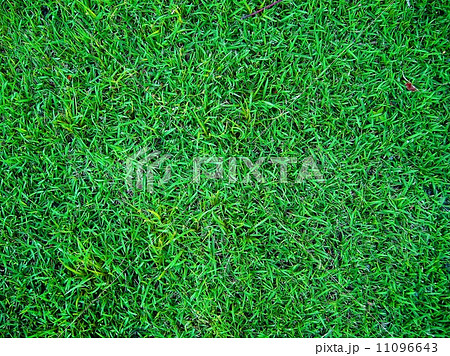 leaf and nature background leaf and nature background 11096643