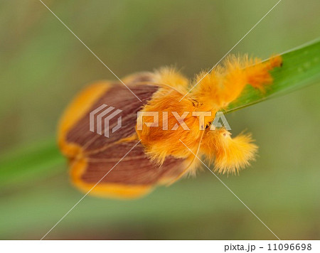 bug insects in nature 11096698