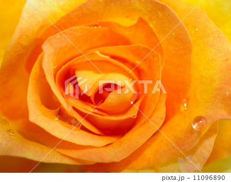 rose flower rose flower 11096890