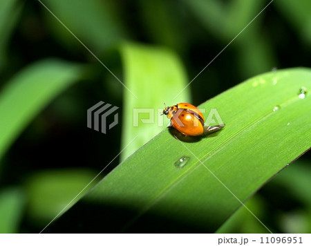 bug insects in nature 11096951