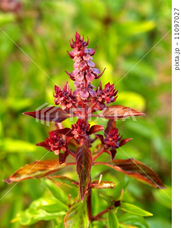 the Selection of Various Colorful Flower in nature the Selection of Various Colorful Flower in nature 11097027