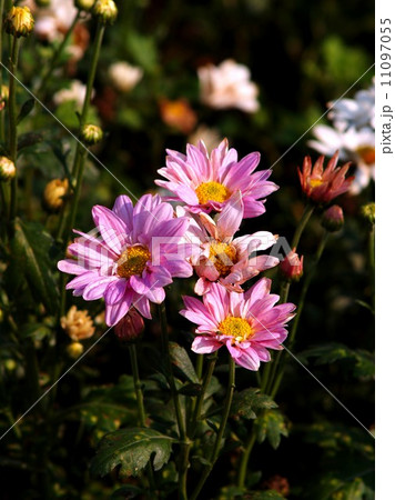 the Selection of Various Colorful Flower in nature 11097055