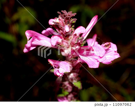 flower of chiangdao chaingmai, Thailand. 11097062