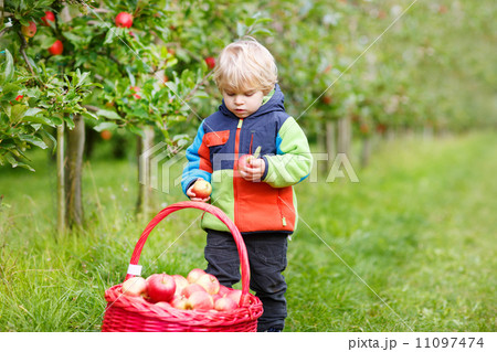 Little toddler boy of two years picking red apples in an orchard 11097474