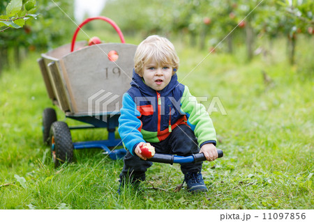 Little toddler boy of two years picking red apples in an orchard 11097856