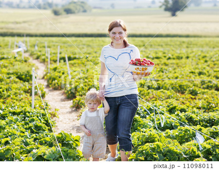 Young mother and little son on organic strawberry farm in summe Young mother and little son on organic strawberry farm in summe 11098011
