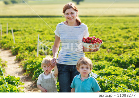 Mother and two little sibling boys on organic strawberry farm Mother and two little sibling boys on organic strawberry farm 11098277