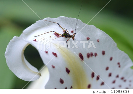 百合の花びらにツユムシ 百合の花びらにツユムシ 11098353