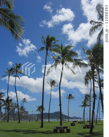 アラモアナ公園からダイヤモンドヘッドを望む アラモアナ公園からダイヤモンドヘッドを望む 11098365