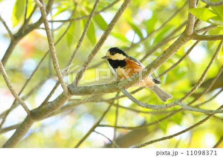 ヤマガラ 11098371