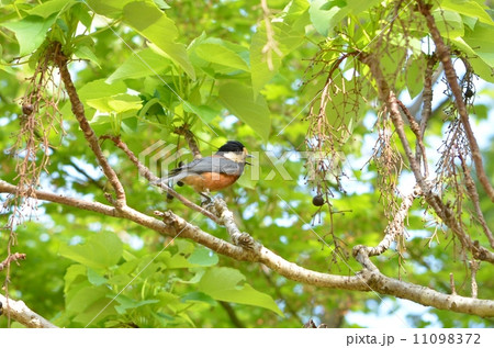 ヤマガラとイイギリ ヤマガラとイイギリ 11098372