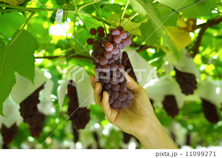 ぶどう狩り ぶどう狩り 11099271
