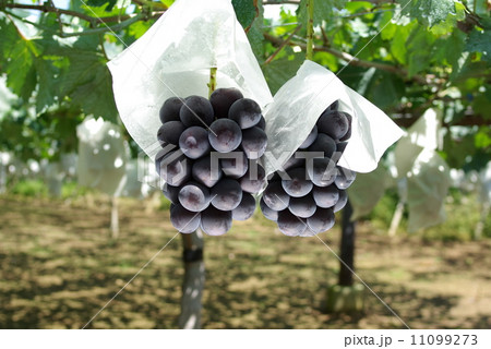 ぶどう狩り 11099273