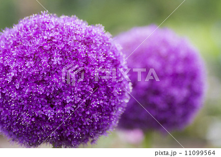 アリウム アリウム 11099564