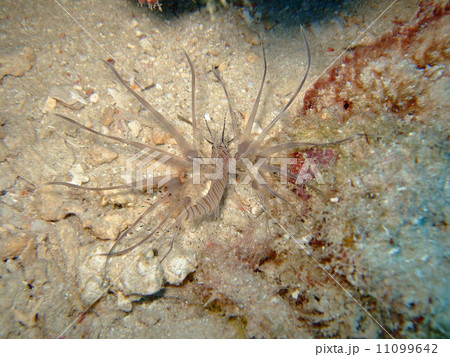 ミノカサゴ 11099642