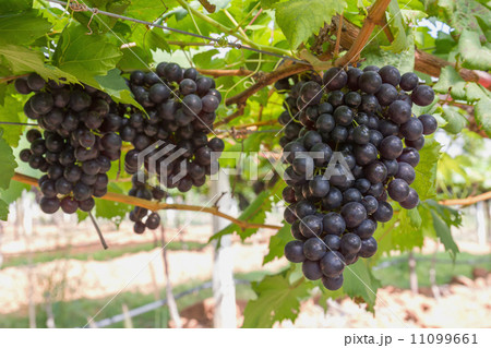 Red Grapes on the vine Red Grapes on the vine 11099661