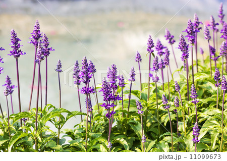 Blue Salvia plant 11099673