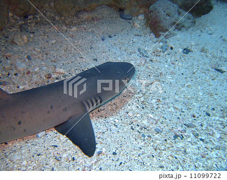 ホワイトチップ 11099722