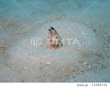 ホタテウミヘビ 11099726