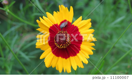 初夏の花と虫 11100007